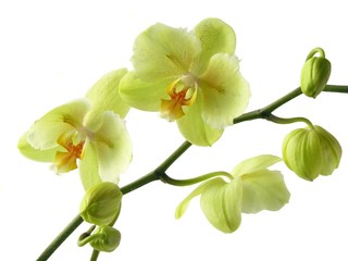 orchid green big