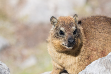 Naklejka premium Dassie 