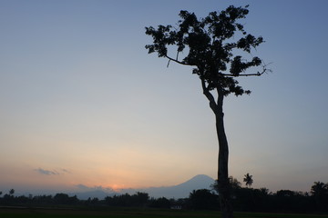 Fototapeta na wymiar Tree in the middle of sunset at Magelang, Central Java Indonesia