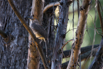 pajaro especie huitlacoche 