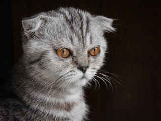 Scottish fold cat fur gray.