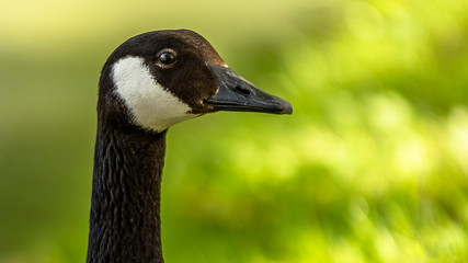 Fototapeta premium Canard en gros plan
