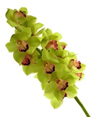 orchid green © Rafal