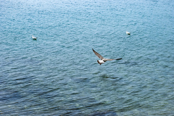Fototapeta na wymiar Flying seagulls over blue water background