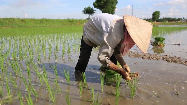 Hard Working Farmer Images – Browse 10,597 Stock Photos, Vectors, and Video  | Adobe Stock