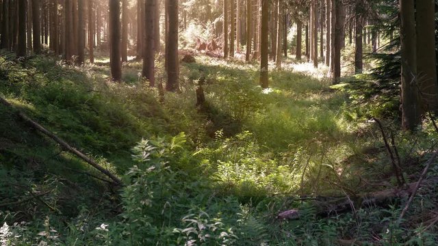 Statischer Film &uuml;ber den Wald im Sauerland. Der Original Ton enth&auml;lt Vogel Zwitschern. Entspannte Atmosph&auml;re.