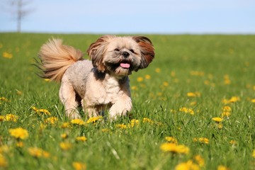 beautiful lhasa apso is running on a field with dandelions