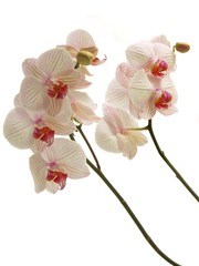 Naklejka na ściany i meble Orchidee storczyk