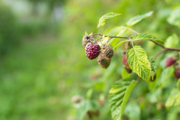Branch of ripe raspberry in garden