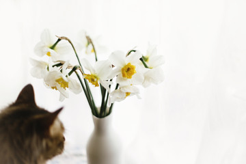 beautiful yellow daffodils and funny cute kitten on background of white morning light from window