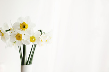 beautiful amazing yellow daffodils in modern white vase on background of morning light from window