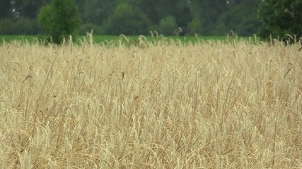 Fields with rye Secale cereale bio gold ear and class, grown extensively as grain, beautiful Hana Landscape Of Countryside, shot in detail, the Czech Republic, Europe, the European Union
