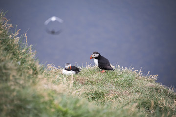 Puffins looking over ocean