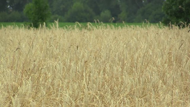 Fields with rye Secale cereale bio gold ear and class, grown extensively as grain, beautiful Hana Landscape Of Countryside, shot in detail, the Czech Republic, Europe, the European Union