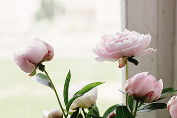 lovely peony pink and white flowers on background of window light, sweet home