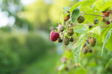 Branch of ripe raspberry in garden