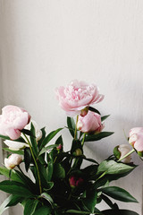 lovely peony pink and white flowers on background of wall, space for text, celebration greeting card concept
