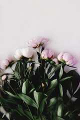 lovely peony pink flowers on rustic white background, space for text, unusual view, flat lay, celebration card concept