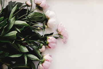 lovely peony pink  flowers on rustic white background, space for text, celebration greeting card...