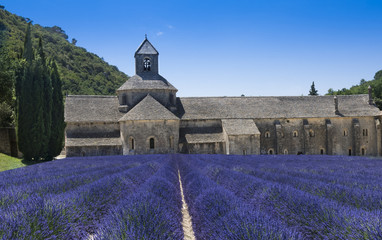 Lavender rows in front of the abbey of S&eacute;nanque. Gordes, Vaucluse, Provence-Alpes-C&ocirc;te d&lsquo;Azur, France.