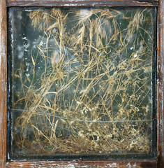Dry withered grass sprouted inside old window frame.