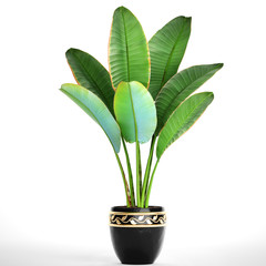 Banana palm in a pot 