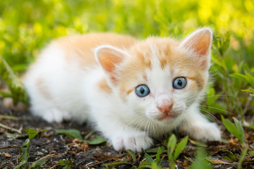 kitten on the grass