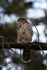 gavilan, cooper hawk 