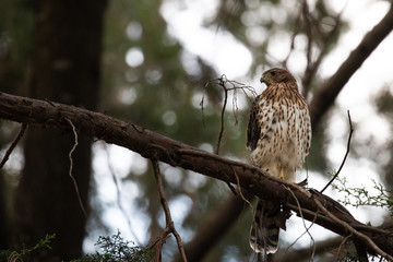 gavilan, cooper hawk 