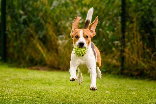 Beagle dog pet run and fun outdoor. Dog i garden in summer sunny day with ball having fun