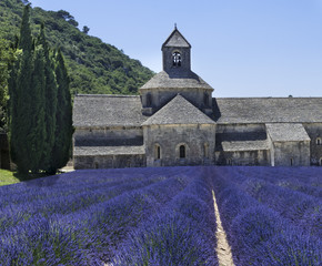 Lavender rows in front of the abbey of Sénanque. Gordes, Vaucluse, Provence-Alpes-Côte d‘Azur, France.