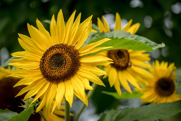 Yellow sunflower blossom in the field