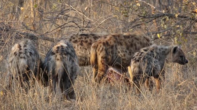 Clan of hyenas feasting on a fresh kill.