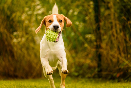 Beagle dog pet run and fun outdoor. Dog i garden in summer sunny day with ball having fun