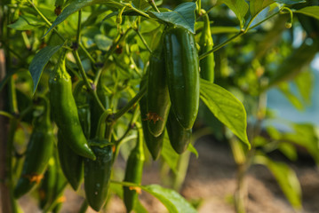 Organic green hot jalapeno peppers on plant, jalapeño