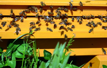 Viele Bienen an einem Bienenstock