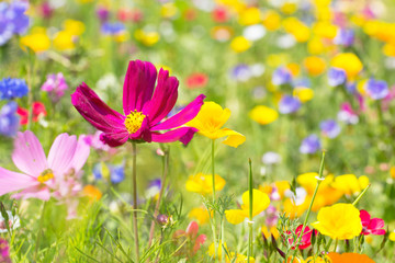 Wild flower meadow on a summer day