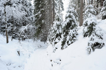Winter landscape of Bohemian Switzerland