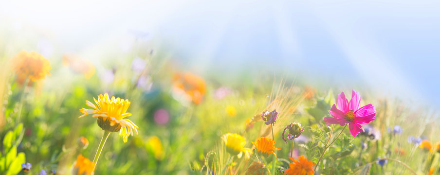 Fototapeta Kolorowa łąka z dzikimi kwiatami - lato - sztandar - panorama