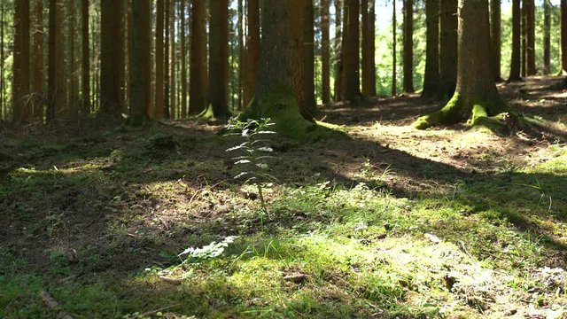 Mitten im Wald (Sauerland, Deutschland) mit Original Ton