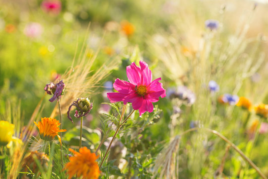 Wildblumen am Ackerrand  