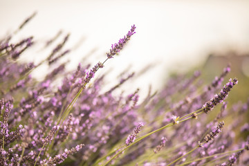 Violet lavender flowers in bloom with blurred background