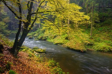 A beautifully river flowing autumn forest