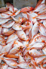 Fish on sale in the market