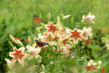 Schmetterling 517 © K.-U. Häßler