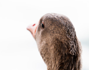 Pato 