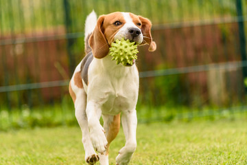 Beagle dog pet run and fun outdoor. Dog i garden in summer sunny day with ball having fun