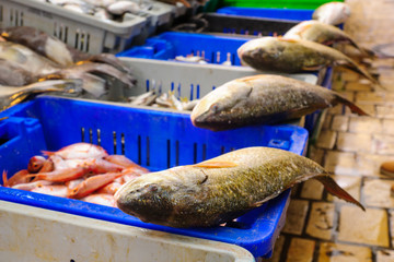 Fish on sale in the market