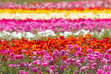 Beautiful colorful field full of various ranunculus flowers on sunny day