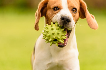 Beagle dog pet run and fun outdoor. Dog i garden in summer sunny day with ball having fun